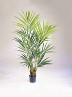 NATURAL KENTIA PALM  - Länge: 172cm, Blätter: 164