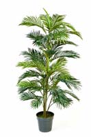 ARECA PALM W/POT - Länge: 150cm, Blätter: 39