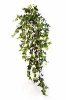 STAR IVY X 762 - Länge: 103cm, Blätter: 762