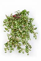MINI HOYA BUSH X 560 - Blätter: 560