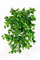MINI PHILODENDRON X 560 - Blätter: 560