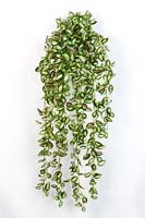 HOYA HANGING BUSH - Länge: 85cm, Blätter: 706