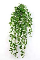 FITTONIA HANGING BUSH - Länge: 85cm, Blätter: 706