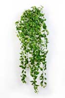 TRADESCANTIA HANGING BUSH - Länge: 85cm, Blätter: 706