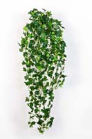ENGLISH IVY HANGING BUSH - Länge: 85cm, Blätter: 706