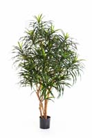 DRACAENA ANITA TREE - Länge : 120cm, Blätter : 783