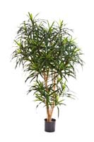 DRACAENA REFLEXA ANITA TREE - Länge : 120cm, Blätter : 1218