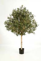 NATURAL OLIVE TOPIARY TREE, Blätter: 4784, Früchte: 96