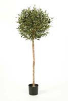 NATURAL OLIVE BALL TREE, Blätter: 1976, Früchte: 48
