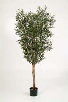 NATURAL OLIVE TREE W/F - Länge: 180cm, Blätter: 3640