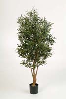 TWISTED OLIVE TREE W/F, Blätter: 3432, Früchte: 96