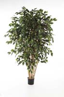 FICUS EXOTICA MULTI TRUNK - Länge: 180cm, Blätter: 2200