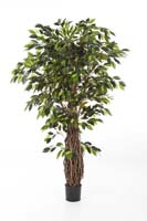 FICUS LIANA DE LUXE - Länge: 150cm, Blätter: 1408