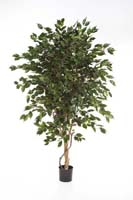 FICUS DELUXE EXOTICA TREE - Länge: 150cm, Blätter: 1705