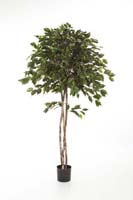 FICUS EXOTICA UMBRELLA - Länge: 150cm, Blätter: 825