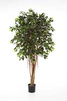 FICUS RETUSA - Länge: 150cm, Blätter: 1440