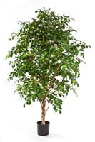 FICUS FOLIA TREE - Länge: 162cm, Blätter: 3520