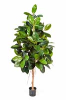 FICUS ELASTICA - Länge: 180cm, Blätter: 174