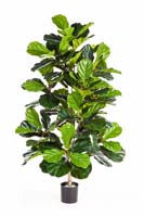 FICUS LYRATA BUSH TREE - Länge: 130cm, Blätter: 108