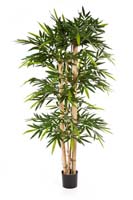 NEW GIANT BAMBOO - Länge: 150cm, Blätter: 768