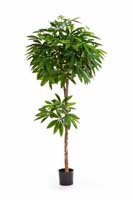 PACHIRA TREE - Länge: 150cm, Blätter: 469