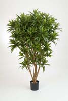 DRACAENA REFLEXA JAMAICA - Länge: 145cm, Blätter: 2397