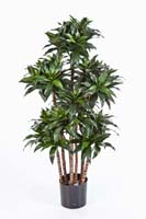 DRACAENA FRAGRANS COMPACTA - Länge: 120 cm, Blätter: 576