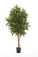 CROTON GOLDFINGER TREE - Länge: 105cm, Blätter: 1092