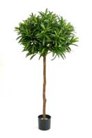 CROTON GOLDFINGER BALL TREE - Länge: 145cm, Blätter: 1008