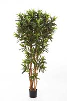 CROTON GOLDFINGER REFLEXA - Länge: 150cm, Blätter: 1428
