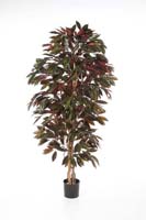 CAPENSIA BUSH TREE - Länge: 150cm, Blätter: 816