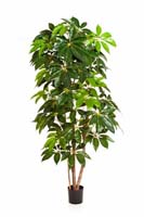 CAPENSIA BUSH TREE - Länge: 210cm, Blätter: 1088