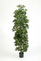 COLUMN SCHEFFLERA - Länge: 180cm, Blätter: 1739