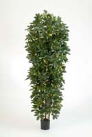 GIANT COLUMN SCHEFFLERA - Länge: 195cm, Blätter: 2820