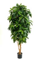 LADY SCHEFFLERA TREE - Länge: 142cm, Blätter: 500