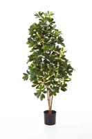 NATURAL SCHEFFLERA - Länge: 80cm, Blätter: 470