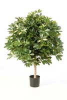 GIANT BALL SCHEFFLERA - Länge: 110cm, Blätter: 2303