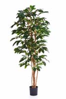 FLOWERING COFFEE TREE - Länge: 120cm, Blätter: 329