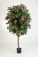 CAMELIA VINE TREE - Länge: 170cm, Blätter: 1668, Blüten: 186