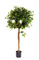 NEW CAMELIA UMBRELLA TREE, Blätter: 885, Blüten: 106