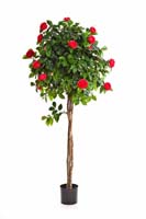 NEW CAMELIA UMBRELLA TREE, Blätter: 885, Blüten: 106