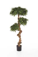 PODOCARPUS  - Länge: 90cm, Blätter: 3600