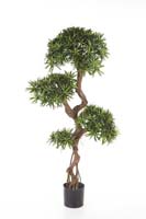 PODOCARPUS ON CRAZY TRUNK - Länge: 135cm, Blätter: 4080