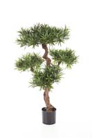PODOCARPUS MOUNTAIN TREE - Länge: 110cm, Blätter: 4410