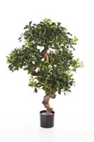 PITTOSPORUM MOUNTAIN TREE - Länge: 120cm, Blätter: 1599