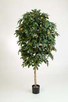 MANDARIN ORANGE TREE - Länge: 110cm, Blätter: 1028, Blüten: 12