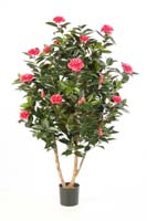 CAMELIA JAPONICA BUSH TREE, Blätter: 1008, Blüten: 32