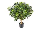 PITTISPORUM BALL TREE 50 CM - Länge: 60cm, Blätter: 1137