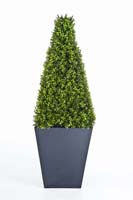 BOXWOOD PYRAMIDE ON FRAME - Länge: 120 cm, Blätter: 2628