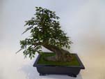 CHINESE ELM BONZAI - 41 CM - Länge: 41cm, Blätter: 943